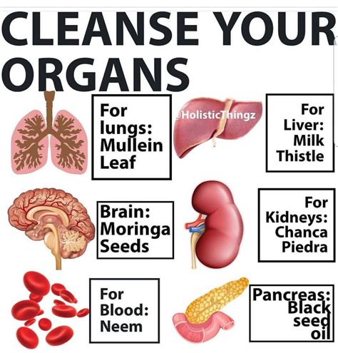 Which organs repair themselves?
