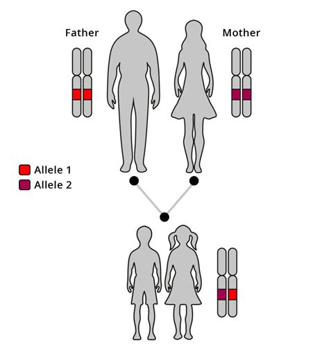 Which parent gives you more genes?