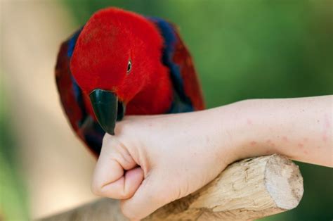 Which parrot is least likely to bite?