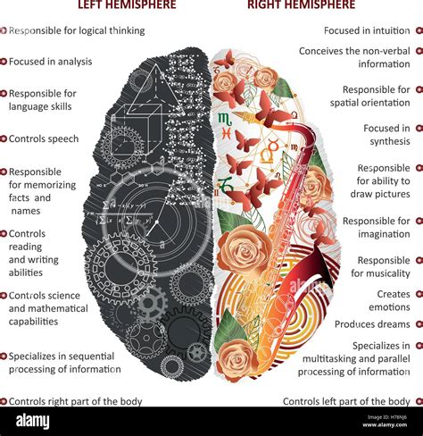 Which part of brain is for creativity?