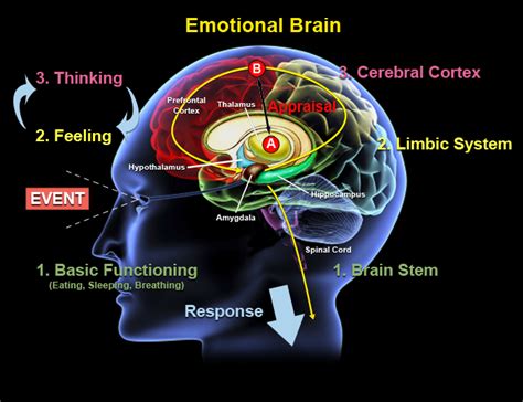 Which part of brain is responsible for emotions?