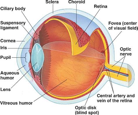 Which part of eye is most sensitive?