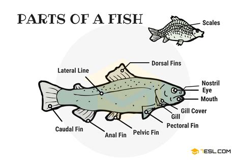 Which part of fish is not edible?