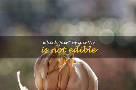 Which part of garlic is not edible?