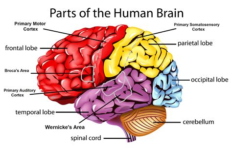 Which part of human brain is responsible for memory?