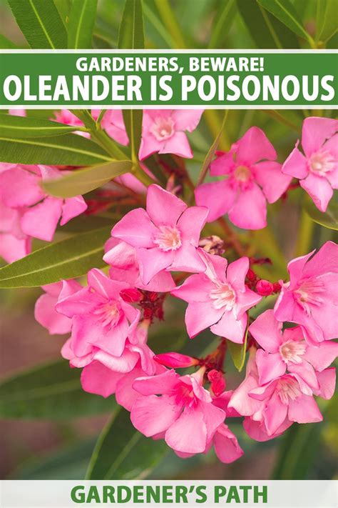 Which part of oleander is more poisonous?