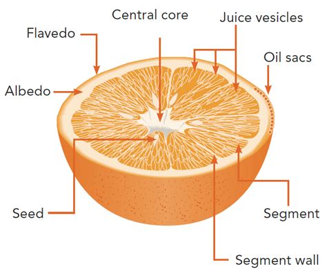 Which part of orange is edible?