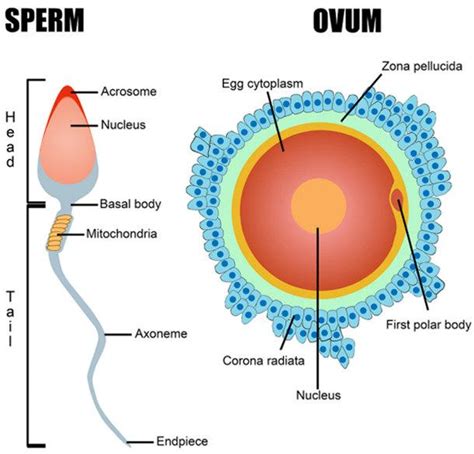 Which part of sperm penetrate first?