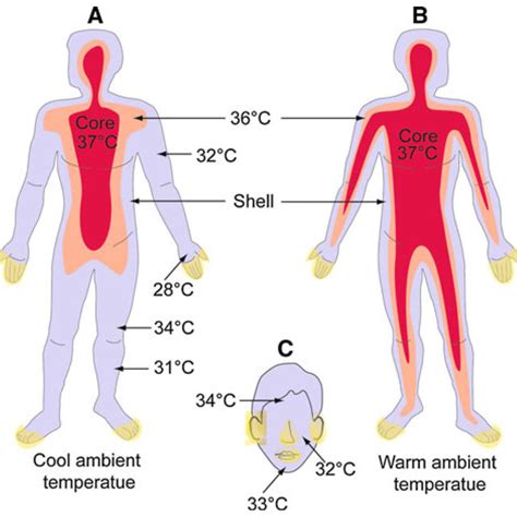 Which part of the body is most sensitive to cold?