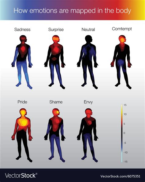 Which part of the body produces the most heat?