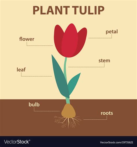 Which part of the tulip is safe to eat?