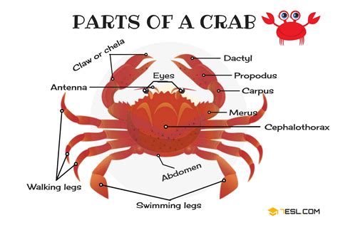 Which parts of a crab are edible?