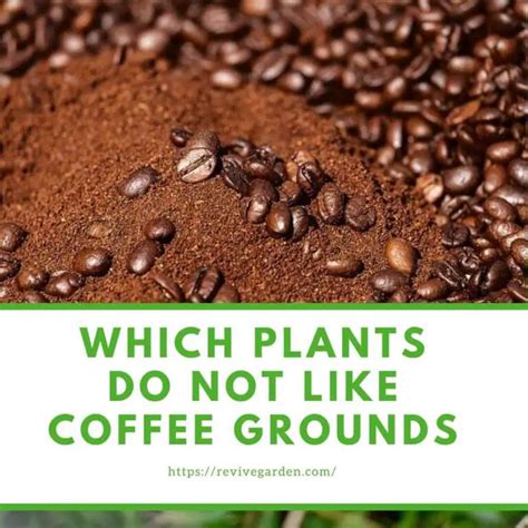 Which plant does not like coffee grounds?