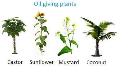 Which plant gives glue?