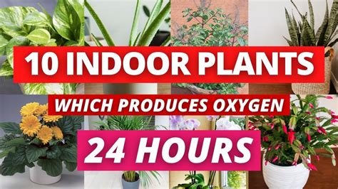 Which plant gives oxygen 24 hours?