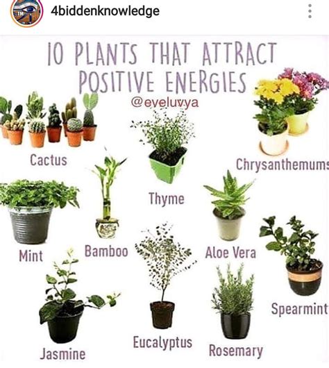 Which plant gives positive vibes?