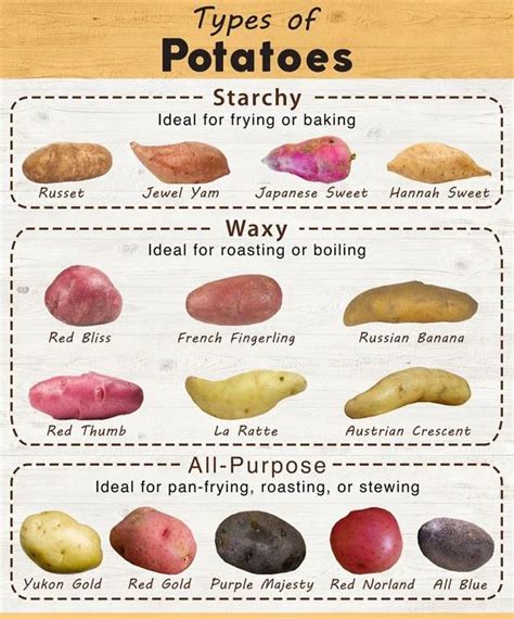 Which potato has most starch?