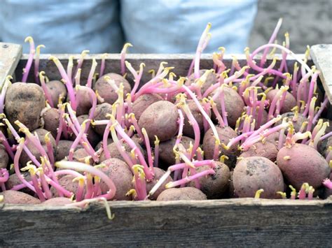 Which potato seed is best?