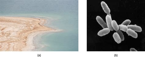 Which prokaryote can thrive in extremely salty environments such as the Dead Sea?