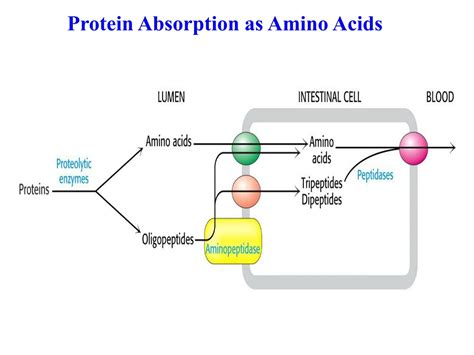 Which protein has the best absorption rate?
