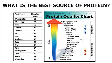 Which protein is most absorbable?