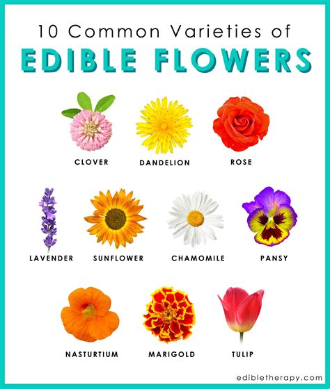 Which roses are not edible?