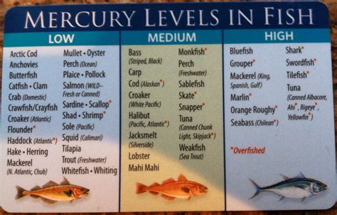 Which seafood is high in mercury?