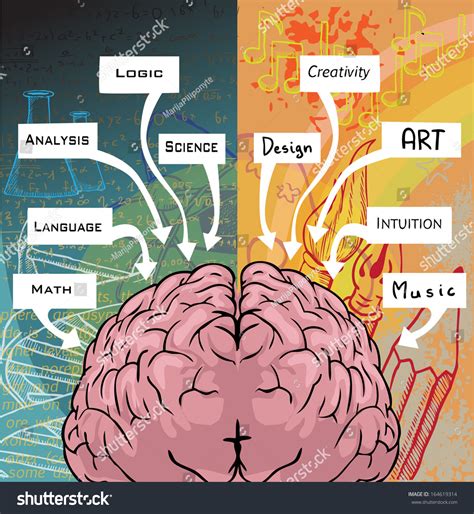 Which side of brain is creative?