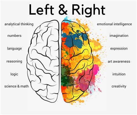 Which side of brain is good for studying?