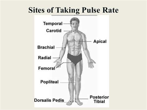 Which site is most commonly used to detect pulse rate?