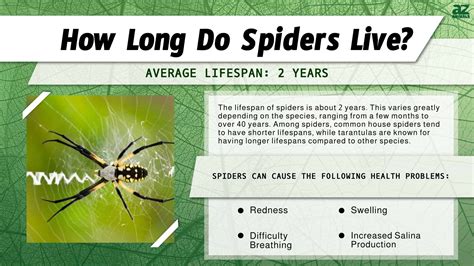 Which spider has the longest lifespan?