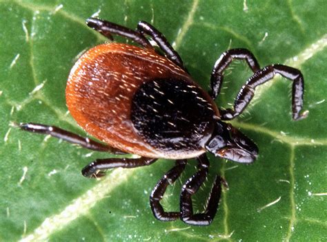 Which tick causes Lyme disease?