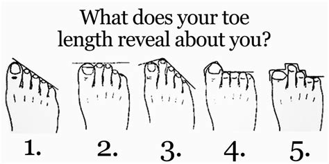 Which toe should be the longest?