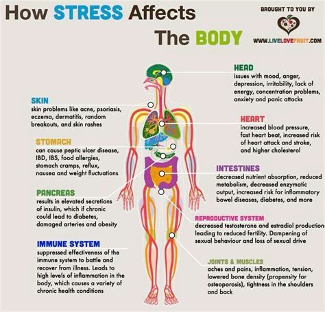 Which two organs are affected greatly by stress?