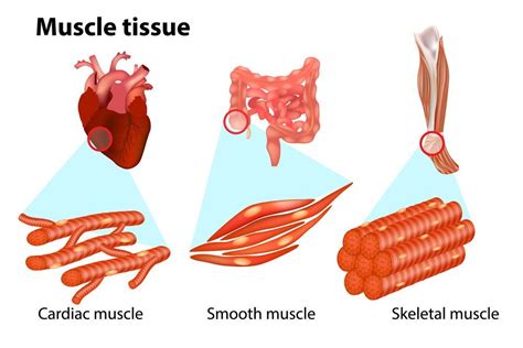 Which type of muscle tissue Cannot regenerate?
