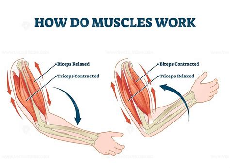 Which type of muscle works automatically?