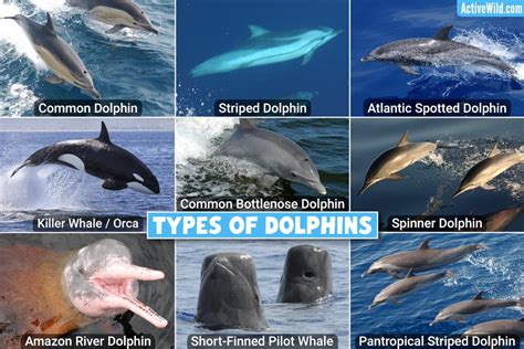 Which type of noun is dolphins?