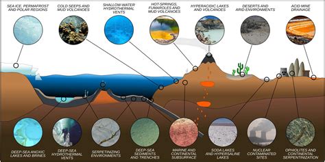 Which type of organisms are prokaryotic and live in extreme environments such as hot springs salt lakes and deep ocean vents?