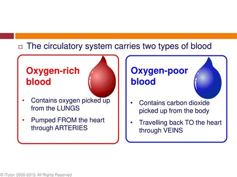 Which vein does not contain oxygen-poor blood?