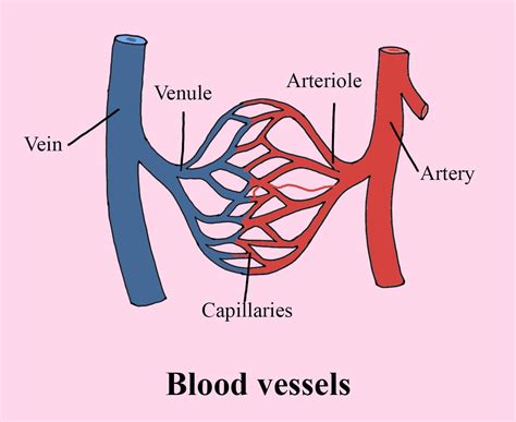 Which vein has the most oxygen?