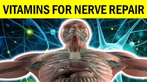 Which vitamin is best for nerve repair?