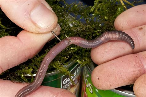 Which worm is best for fishing?