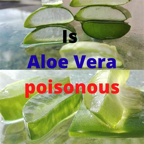 Who Cannot eat aloe vera?