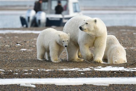 Who are the kaktovik?