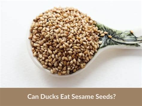 Who can't eat sesame seeds?