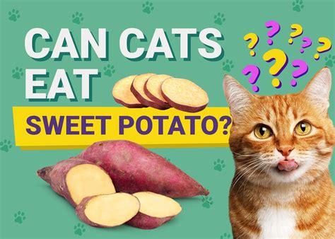Who can't eat sweet potatoes?