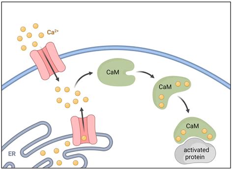 Who can activate a cell by?