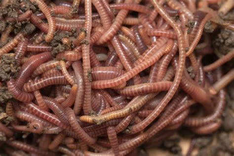 Who eats red worms?