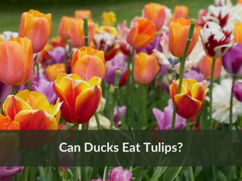 Who eats tulips?