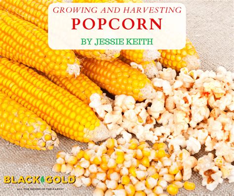 Who first grew popcorn?